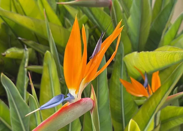 Flaming Topacio * Calp